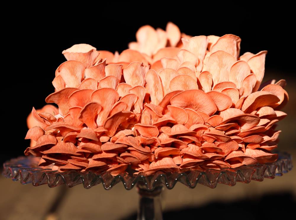 Mushroom of The Month Grow Bag Subscription