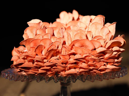 Mushroom of The Month Grow Bag Subscription