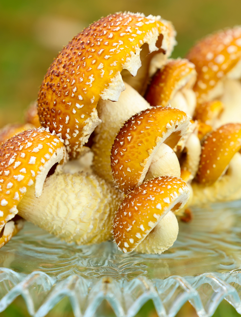 Mushroom of The Month Grow Bag Subscription