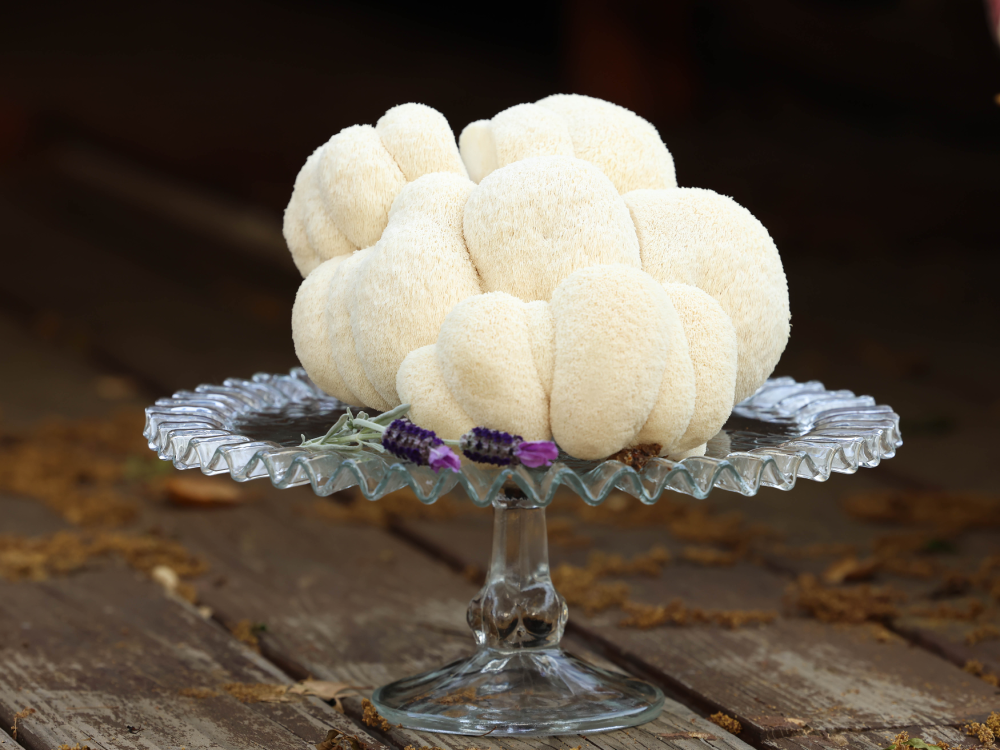 Mushroom of The Month Grow Bag Subscription